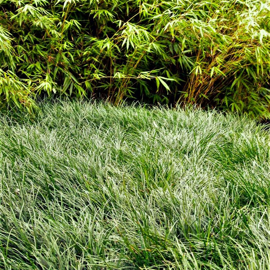 Ophiopogon japonicus - Mondo Grass from Babikow Wholesale Nursery