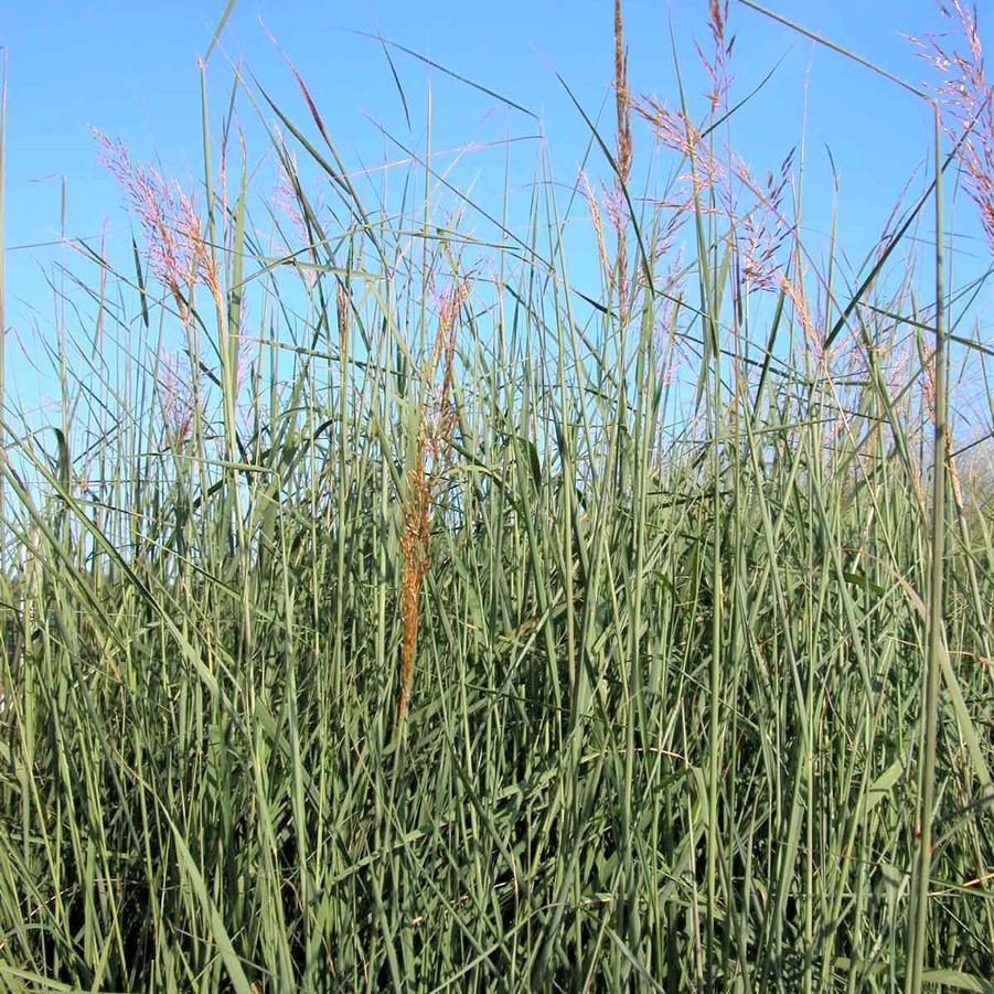 Sorghastrum nutans - Indian Grass from Babikow Wholesale Nursery