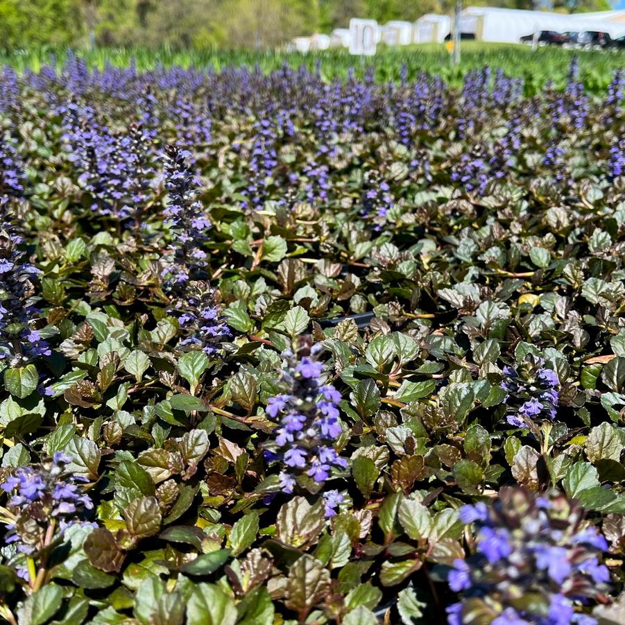 Ajuga 'Bronze Beauty' - Bugleweed from Babikow Wholesale Nursery