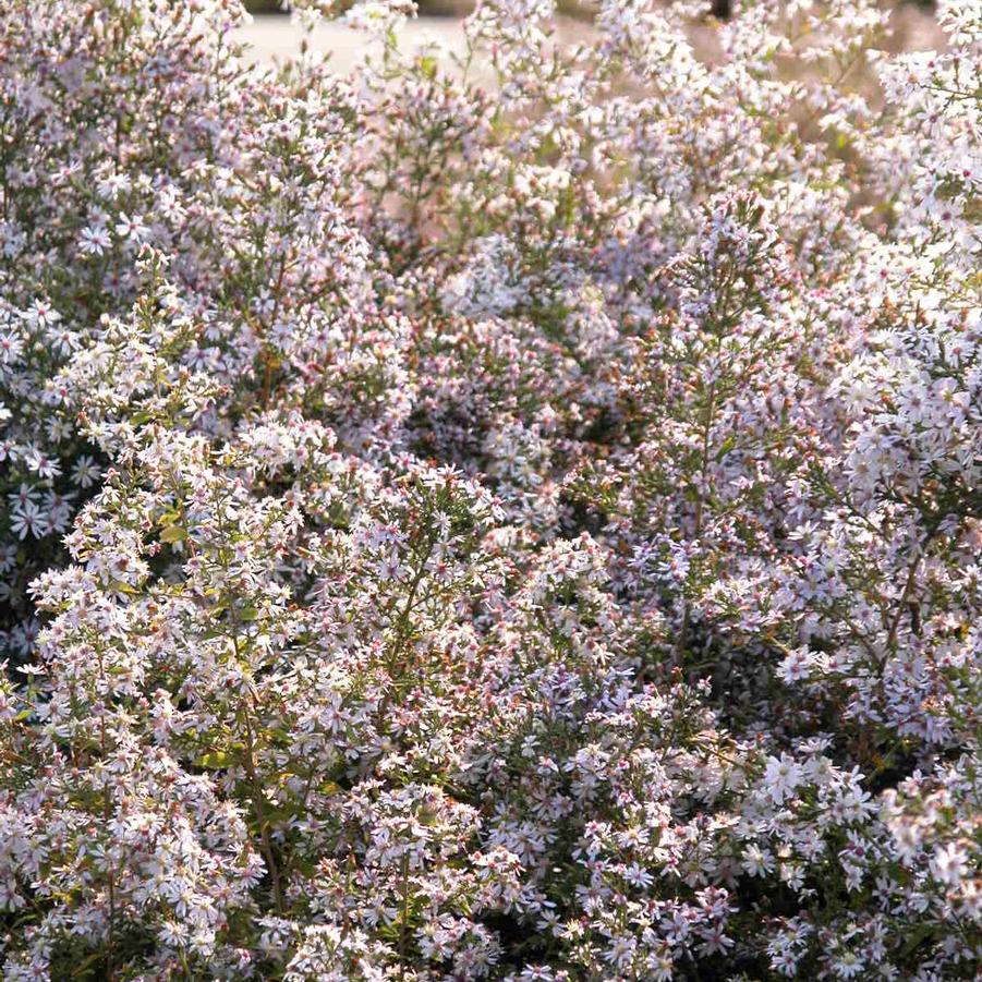 Aster cordifolius - Blue Wood Aster from Babikow