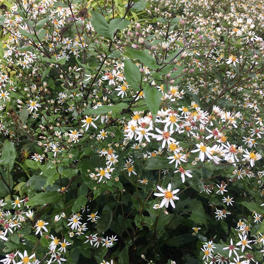 Aster div. 'Eastern Star' - White Wood Aster from Babikow Wholesale Nursery