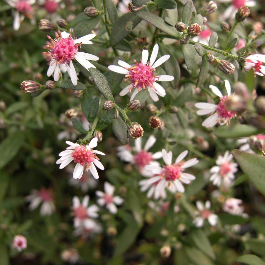 Aster lat. 'Lady in Black' - Calico Aster from Babikow Wholesale Nursery