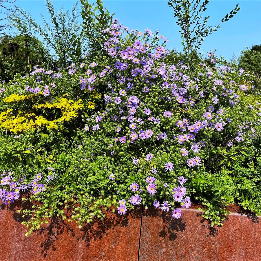 Aster obl. 'October Skies' - Aromatic Aster from Babikow Wholesale Nursery