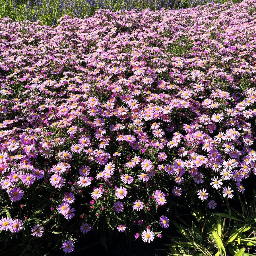 Aster 'Woods Pink' - from Babikow Wholesale Nursery