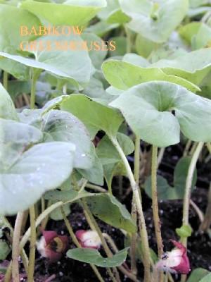 Asarum canadense - Canadian Wild Ginger from Babikow Wholesale Nursery
