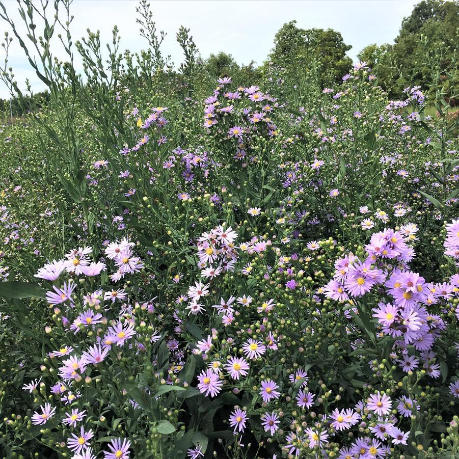 Aster cordifolius - Blue Wood Aster from Babikow Wholesale Nursery