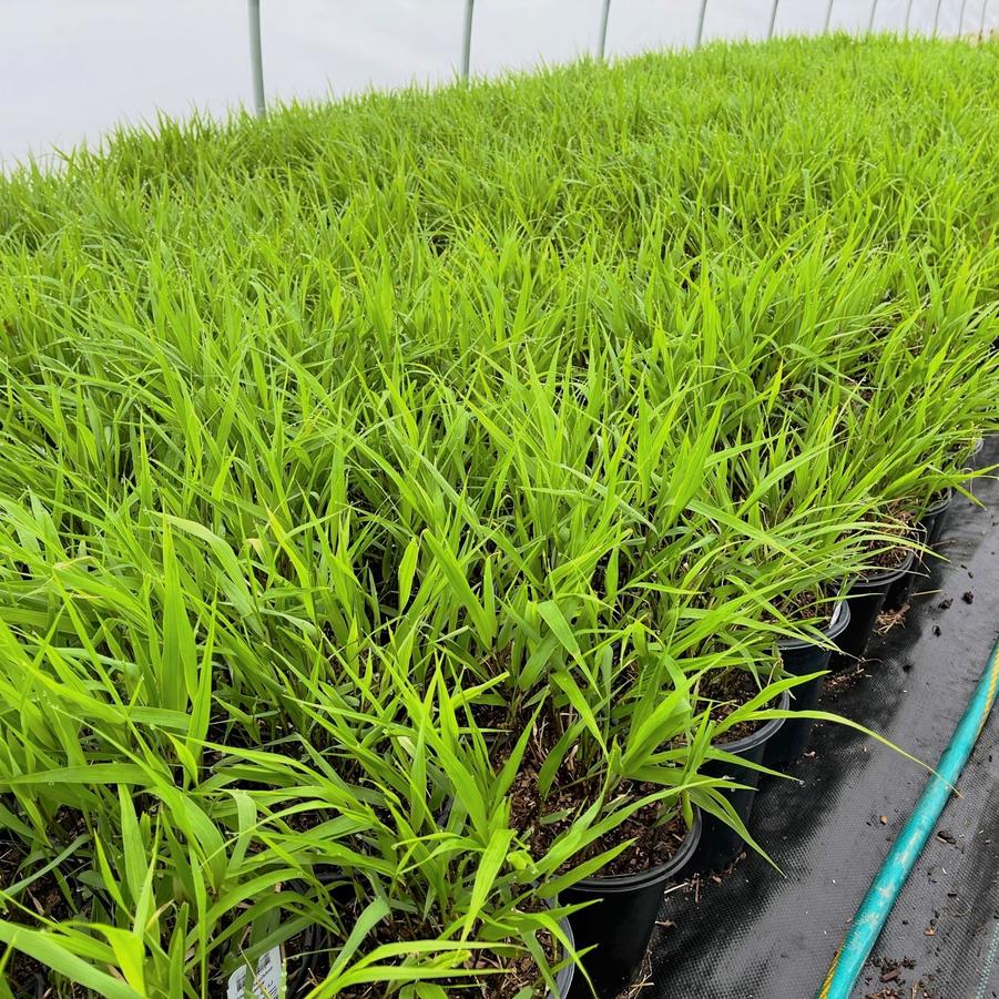 Hakonechloa macra - Japonsese Forest Grass from Babikow Wholesale Nursery