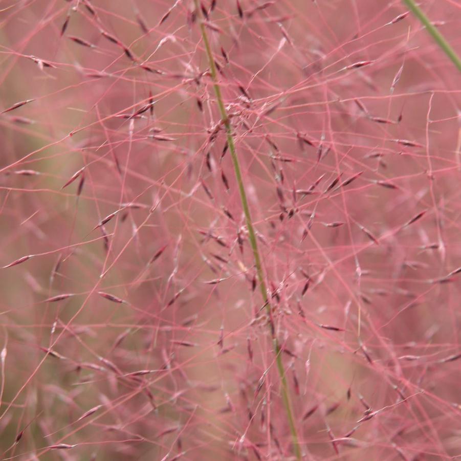Muhlenbergia capillaris - Pink Muhly Grass from Babikow Wholesale Nursery