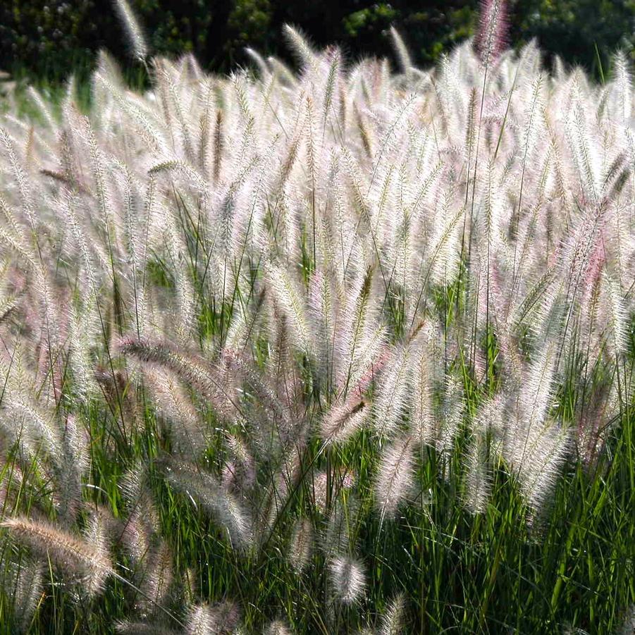 Pennisetum alopecuroides - Fountain Grass from Babikow Wholesale Nursery