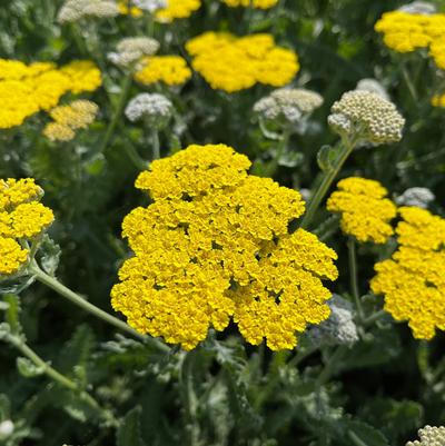 Achillea Moonshine