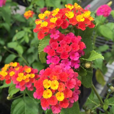 Lantana Carlos -  Lantana Carlos -