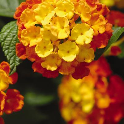 Lantana Landmark Citrus -  Lantana Landmark Citrus -