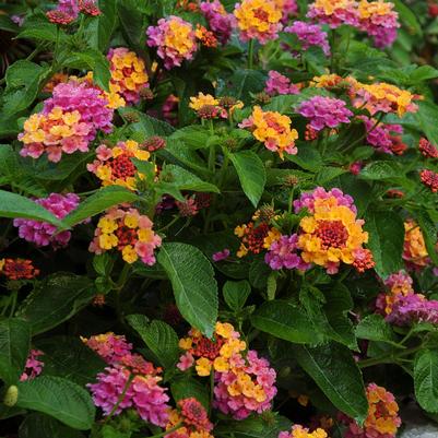 Lantana Landmark Sunrise Rose -  Lantana Landmark Sunrise Rose -