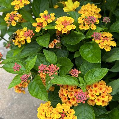 Lantana Gem Citrine -  Lantana Gem Citrine -