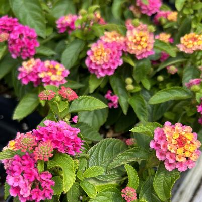 Lantana Gem Diva Pink -  Lantana Gem Diva Pink -