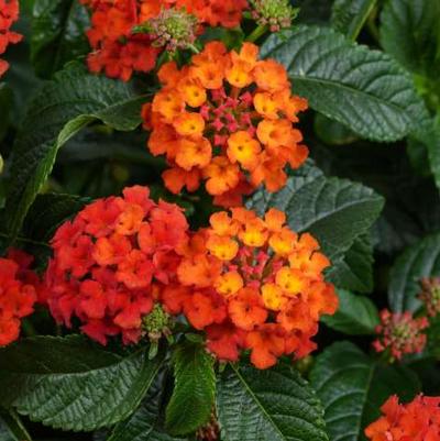 Lantana Gem Compact Orange Fire -  Lantana Gem Compact Orange Fire -