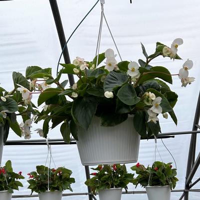 Begonia Dragon Wing 'White' Hanging Basket 