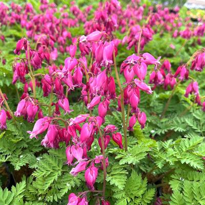 Dicentra for. Luxuriant