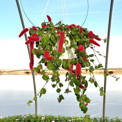 Acalypha pendula Chenille 'Firetail Plant' Hanging Basket