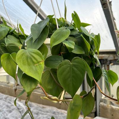 Philodendron Heart-Leaf Hanging Basket 