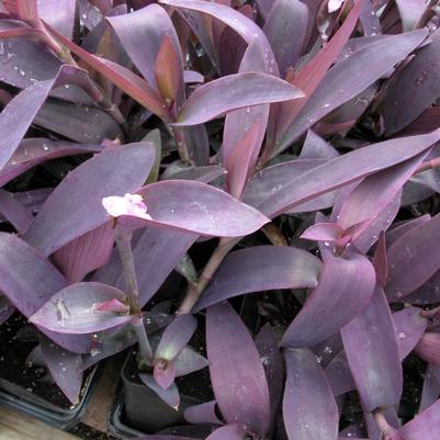 Setcreasea pallida Purple Heart