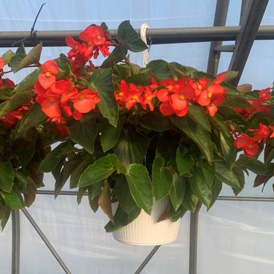 Begonia Dragon Wing 'Red' Hanging Basket 