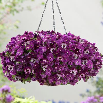 Pansy Cool Wave Hanging Basket Raspberry