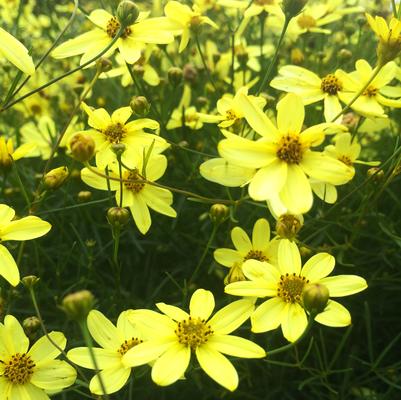 Coreopsis ver. Mayo Clinic Flower of Hope