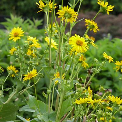 Silphium perfoliatum 