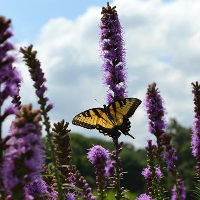 Liatris spicata 