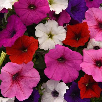 Petunia Easy Wave Formula Mix