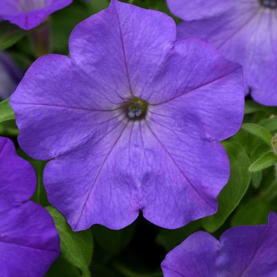 Petunia Easy Wave Lavender Sky Blue