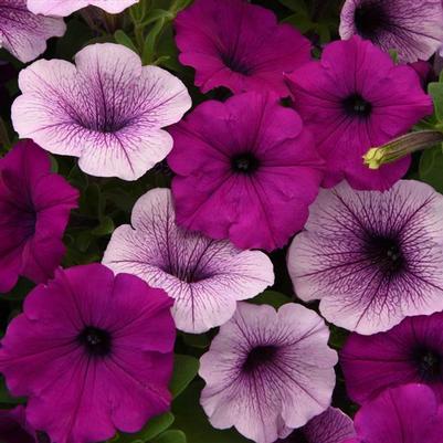 Petunia Easy Wave Plum Pudding