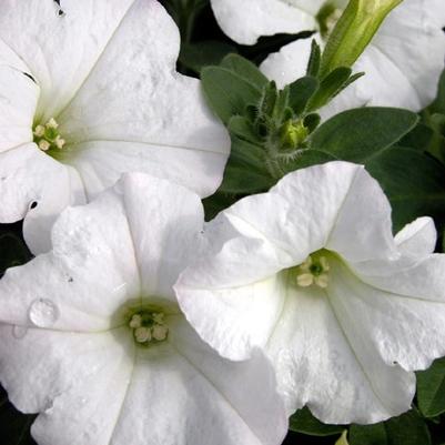 Petunia Easy Wave White