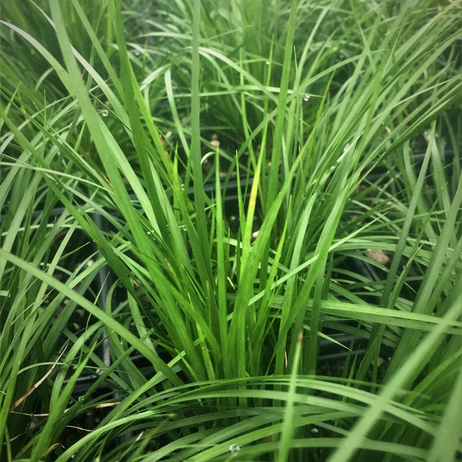 Acorus gramineus - Dwarf Sweet Flag from Babikow Wholesale Nursery