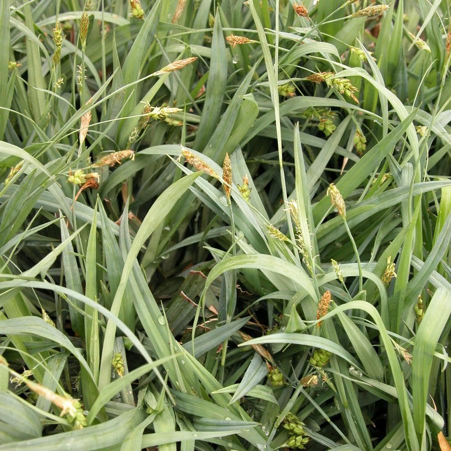 Carex platyphylla - from Babikow Wholesale Nursery