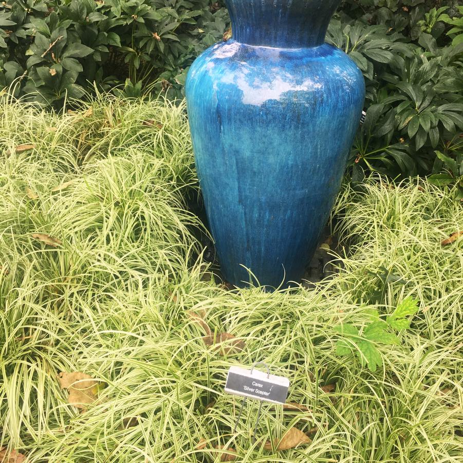 Carex mor. 'Silver Sceptre' - Sedge from Babikow Wholesale Nursery