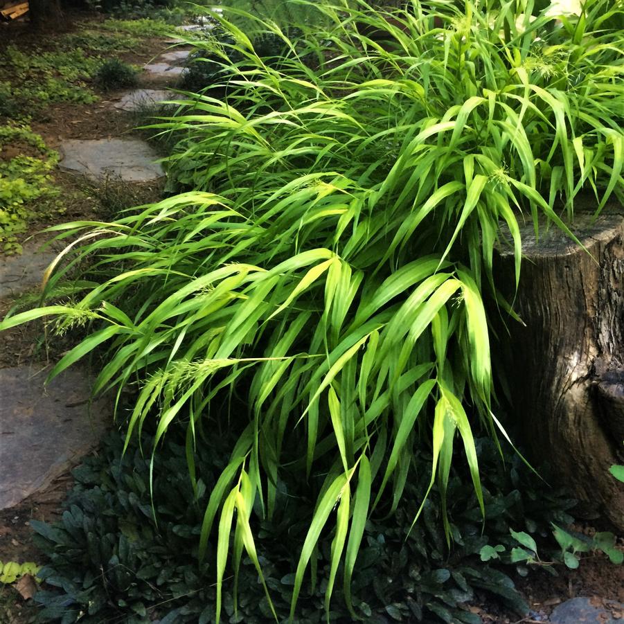 Hakonechloa macra - Japonsese Forest Grass from Babikow Wholesale Nursery