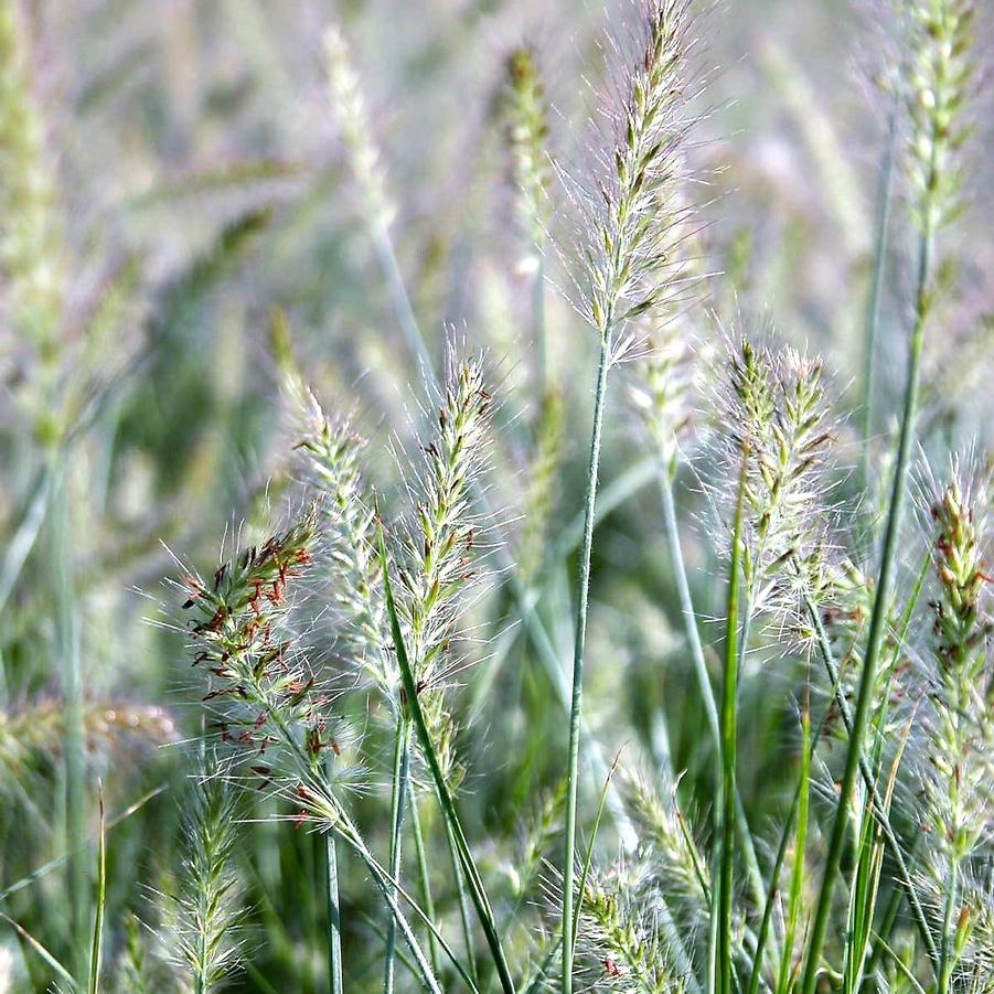 Pennisetum 'Little Bunny' - Miniature Fountain Grass from Babikow Wholesale Nursery