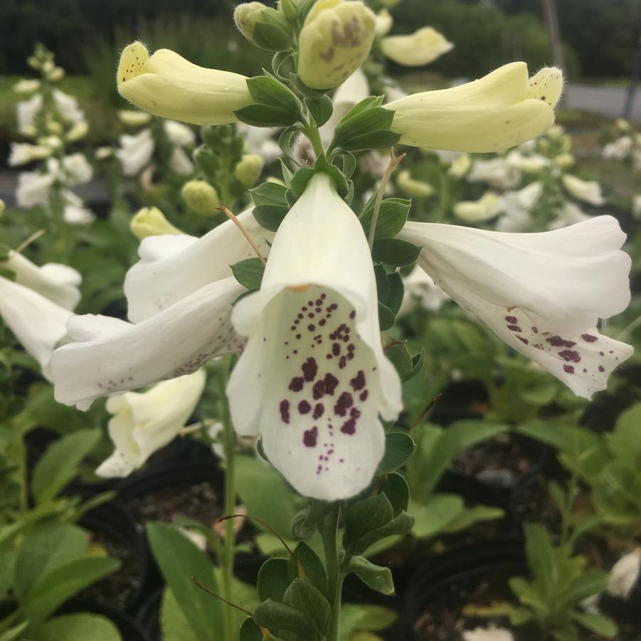 Digitalis pur. 'Alba' - Foxglove from Babikow Wholesale Nursery