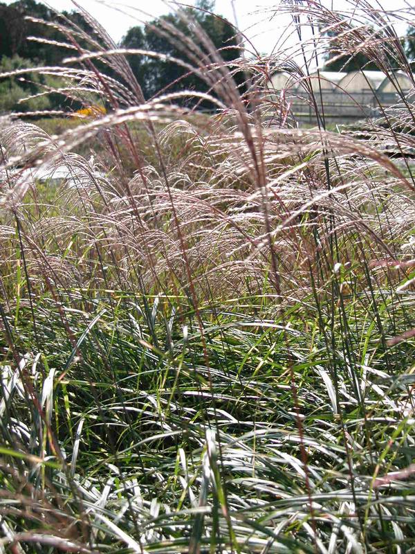 Miscanthus 'Little Kitten' Dwarf Maiden Grass from Babikow