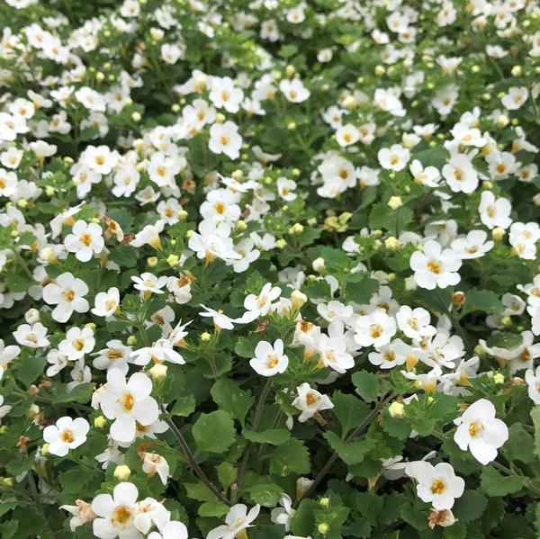 Bacopa Betty Betty White