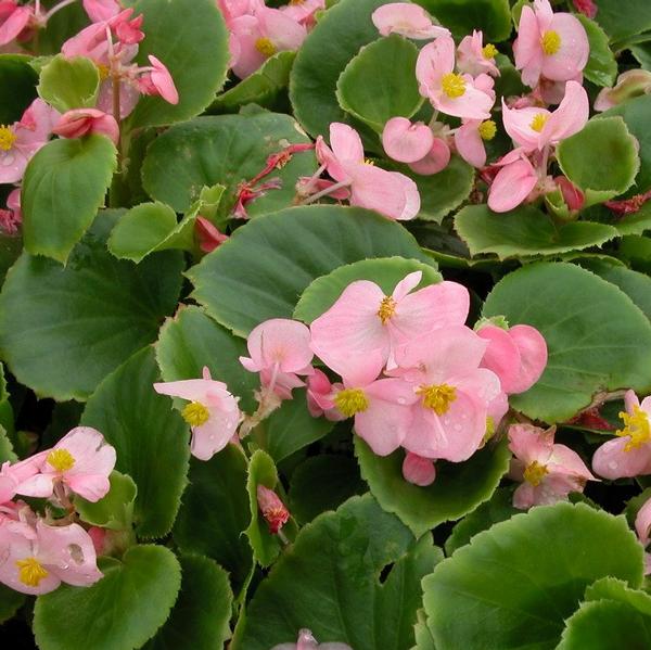 Begonia Super Olympia 'Pink' Begonia from Babikow Wholesale Nursery
