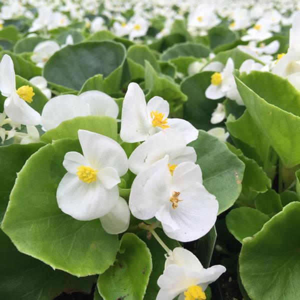 Begonia Super Olympia 'White' Begonia from Babikow Wholesale Nursery