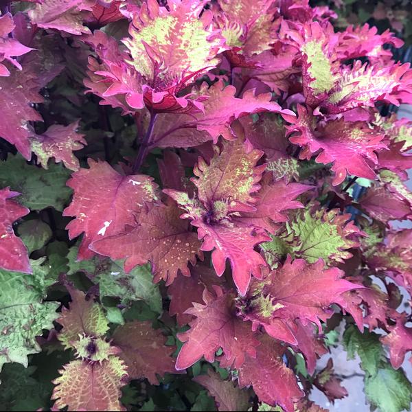 Coleus 'Henna Red' from Babikow Wholesale Nursery