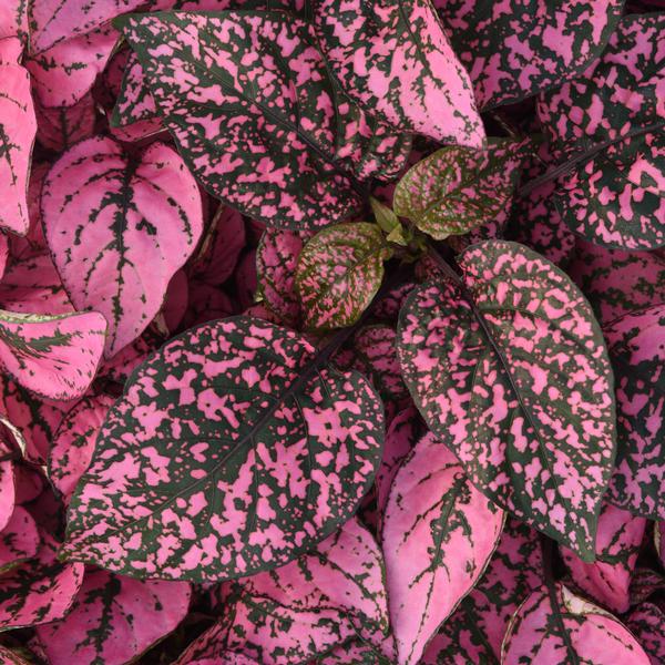 Hypoestes Splash Select 'Rose' Polka Dot Plant from Babikow