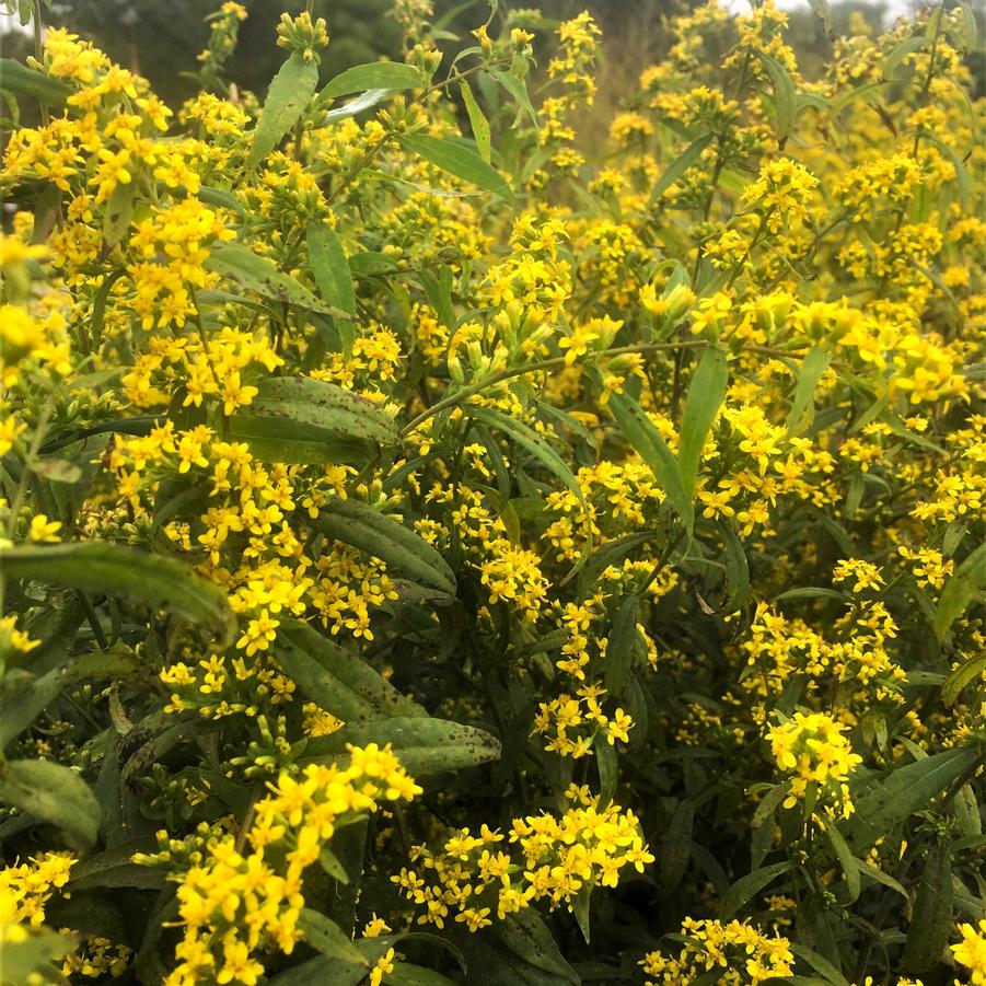 Solidago caesia - Goldenrod from Babikow Wholesale Nursery