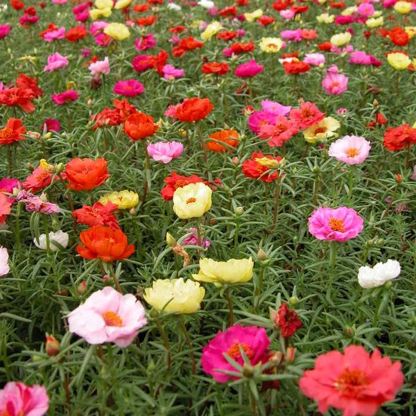 Portulaca 'Happy Trails Mix' Moss Rose from Babikow