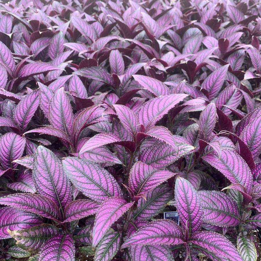 Strobilanthes dyerianus Persian Shield