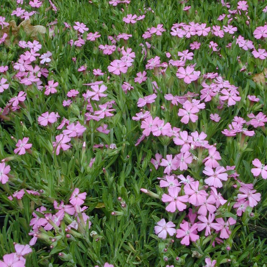 Silene caroliniana - Wild Pink from Babikow Wholesale Nursery